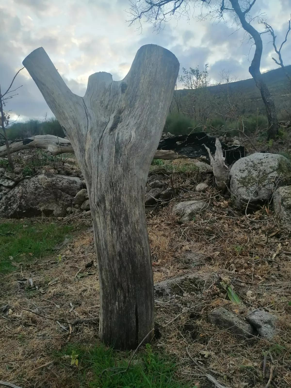 image gallery