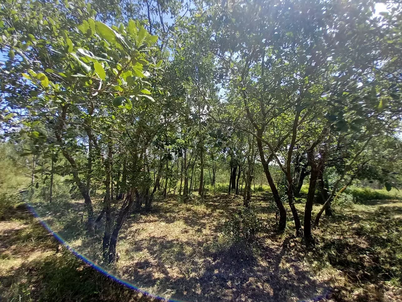 image gallery